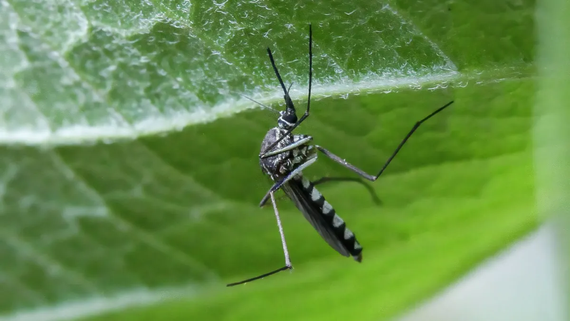 iNews: You’re not imagining it, there are more mosquitoes in the UK this year